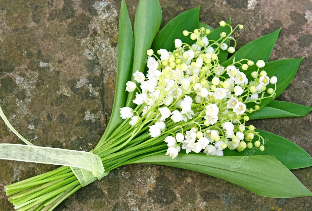Bó hoa linh lan trắng thắt nơ tinh tế
