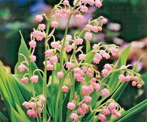 Tìm hiểu nguồn gốc và ý nghĩa của hoa linh lan