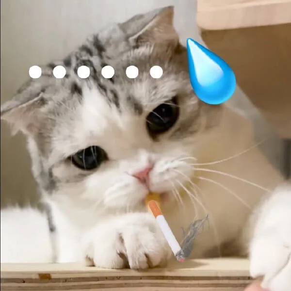 Meme mèo bựa với chú mèo mướp trắng ngậm điếu thuốc giả, biểu cảm bất lực và giọt mồ hôi xanh