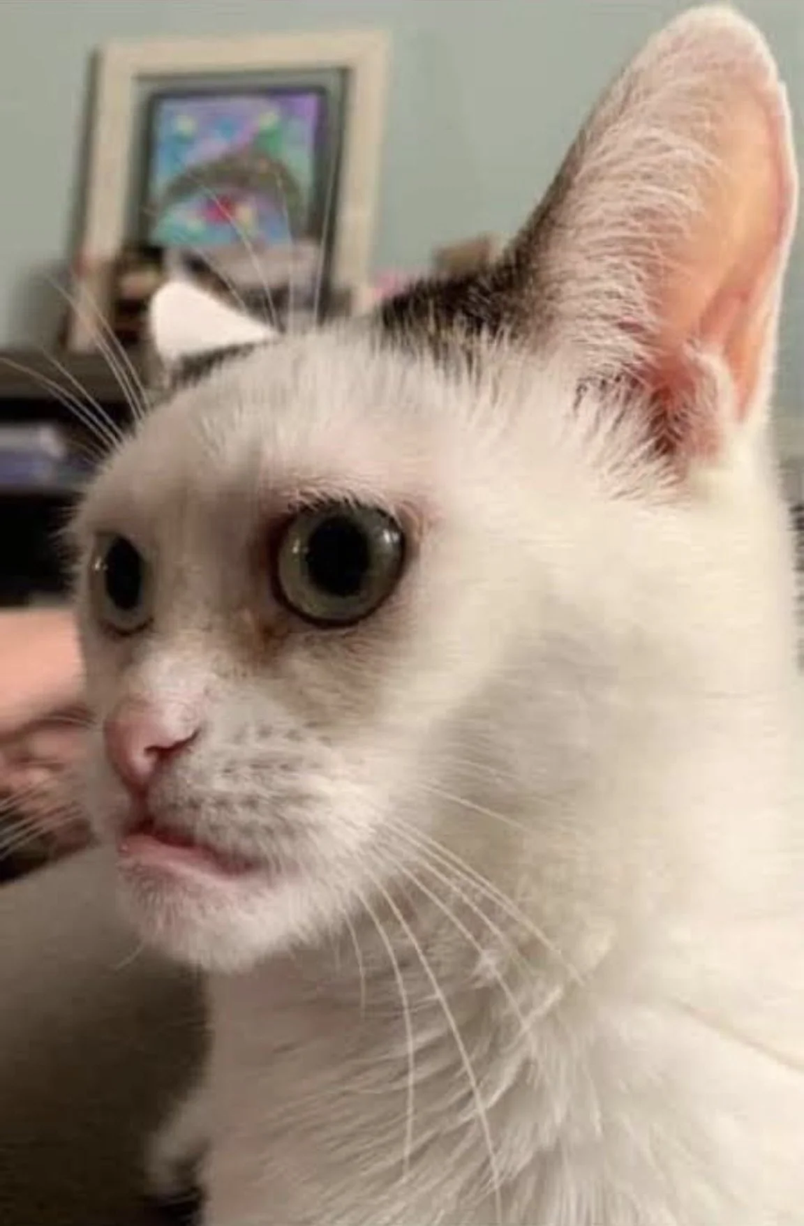 Mèo trắng mắt to nhìn nghiêng đầy ngơ ngác, phong cách meme mèo bựa
