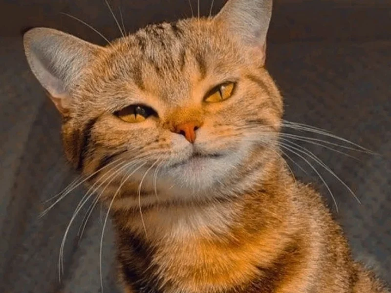 Meme mèo bựa với chú mèo mướp nheo mắt và cười nhếch mép đầy tinh quái