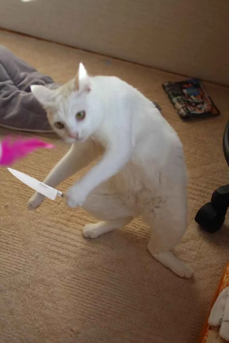 Meme mèo bựa với chú mèo trắng tạo dáng như đang cầm dao trên thảm trong nhà