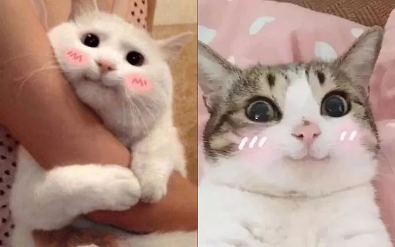 Meme mèo bựa: Tổng hợp bộ sưu tập meme mèo bựa siêu hài hước, cười ra nước mắt