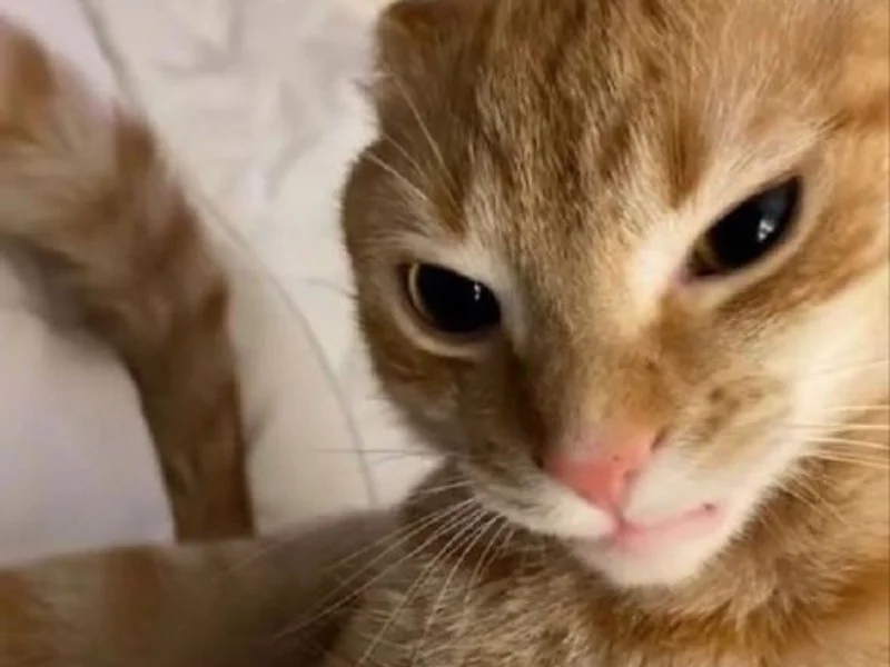 Meme mèo bựa với chú mèo mướp cam cận cảnh đang nhìn đầy nghi ngờ trên nền chăn trắng