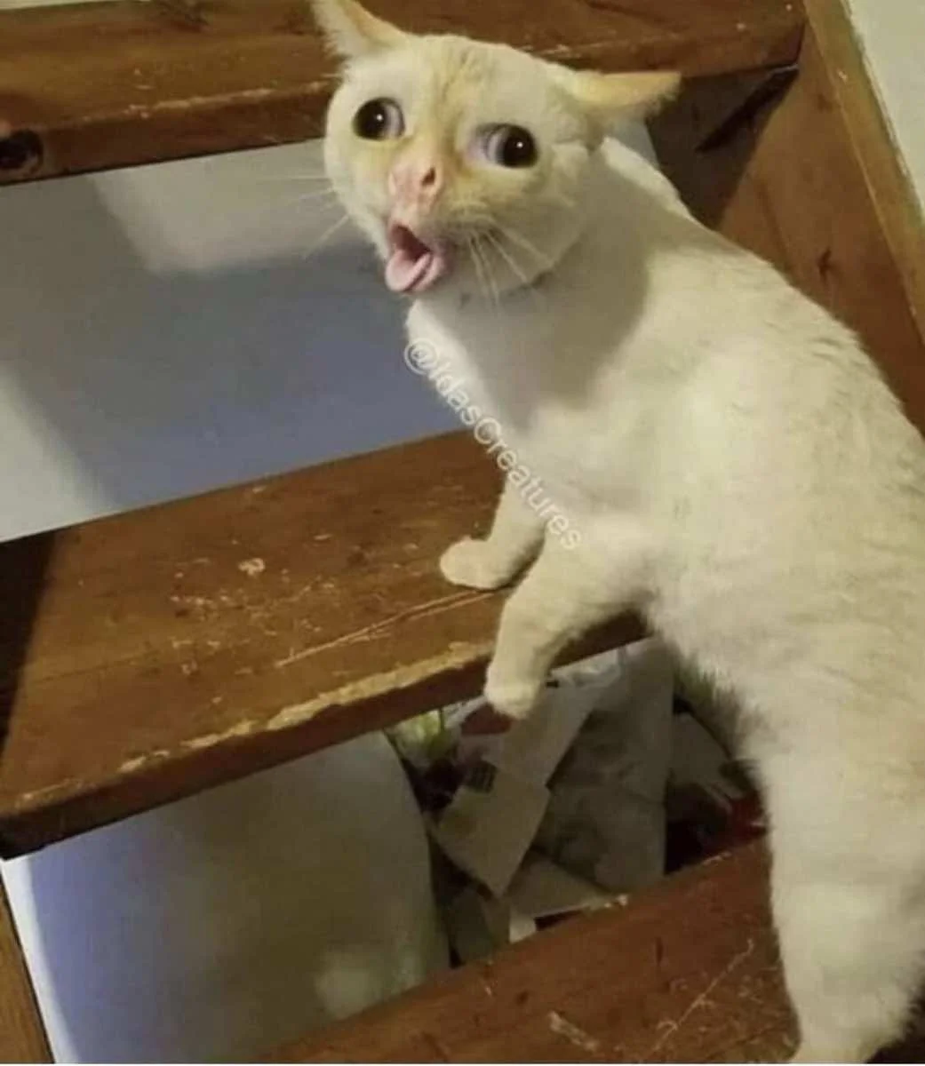 Meme mèo bựa với chú mèo trắng mắt tròn xoe há miệng đầy kinh ngạc trên cầu thang gỗ