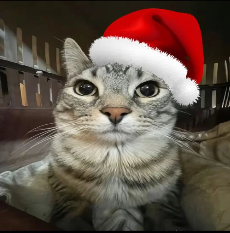 Mèo mướp đội mũ ông già Noel nhìn nghiêm túc, meme mèo hài hước