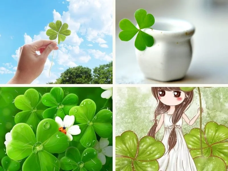 101 Hình ảnh cỏ may mắn đẹp nhất, tải miễn phí