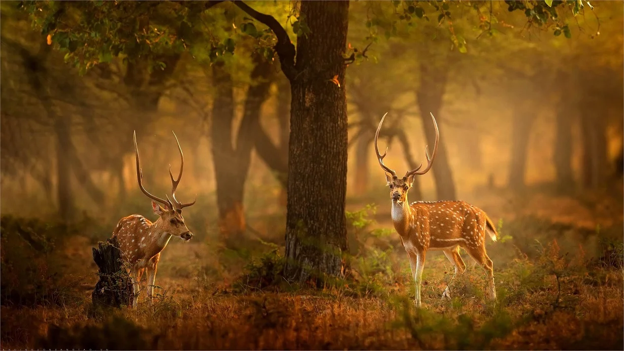 Thiên nhiên hình nền phong cảnh đẹp Full HD