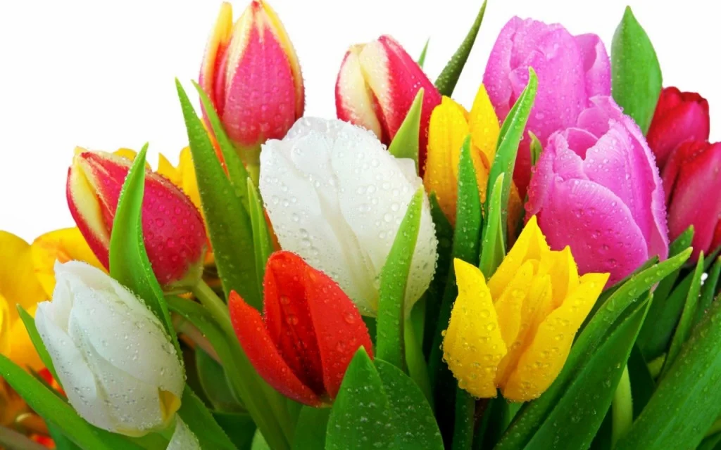 hinh nen hoa tulip 6645466