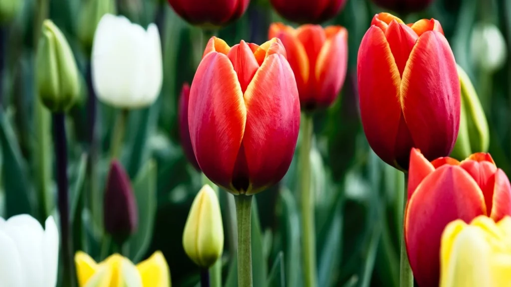Hình nền hoa Tulip cho máy tính