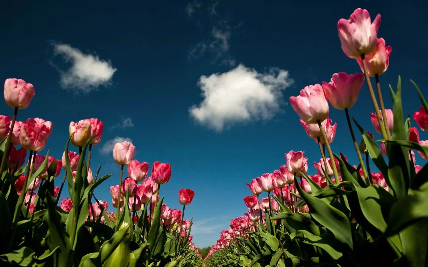 Tổng hợp hình nền hoa tulip đẹp nhất năm 2025