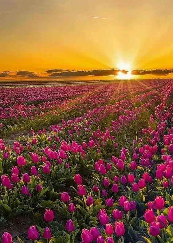 ảnh bông hoa tulip