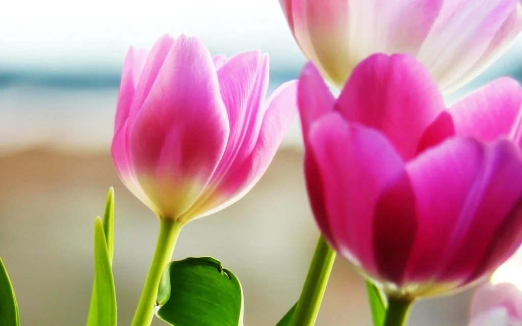 hinh nen tulip 76541323
