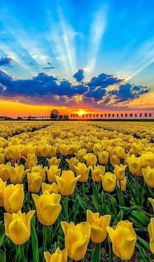 hình nền hoa tulip đẹp