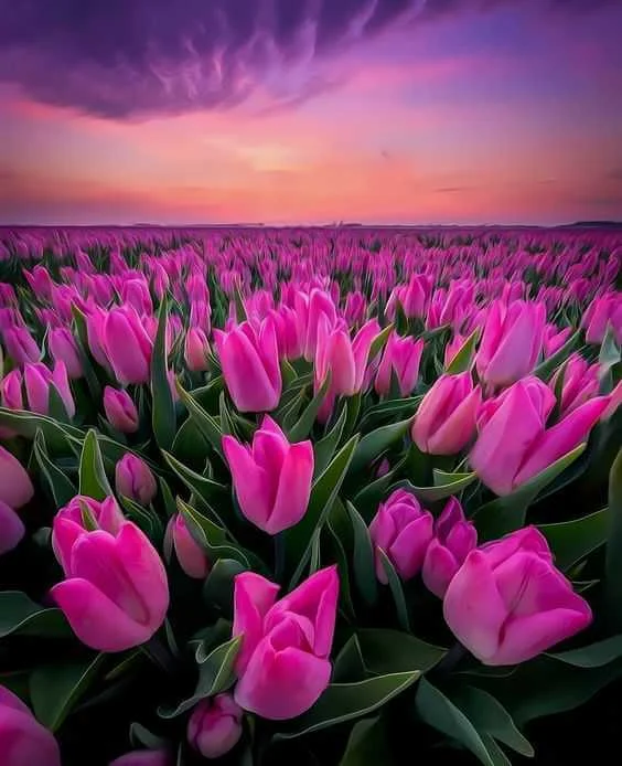 hình nền hoa tulip tím