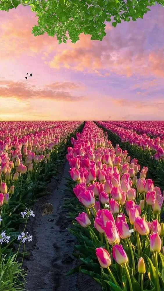 ảnh hoa tulip trắng chill