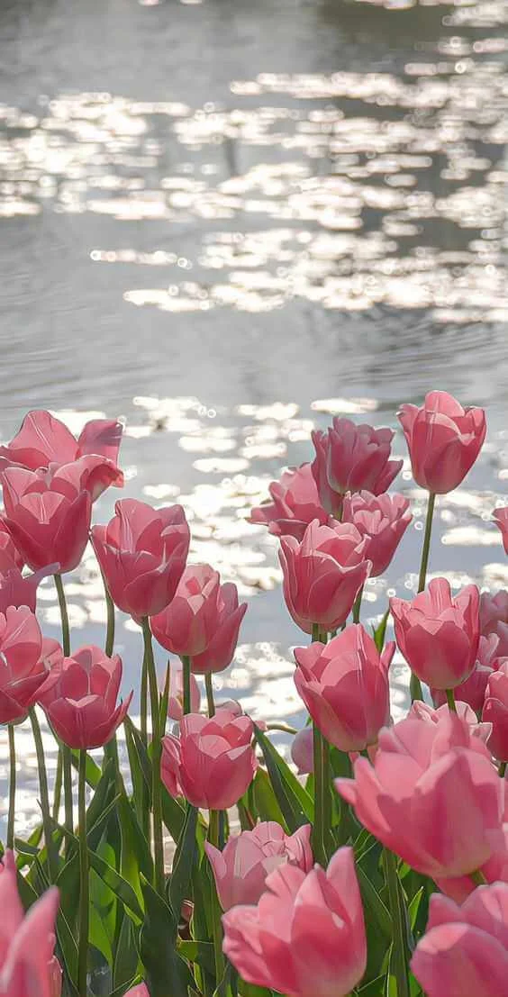 cánh hoa tulip