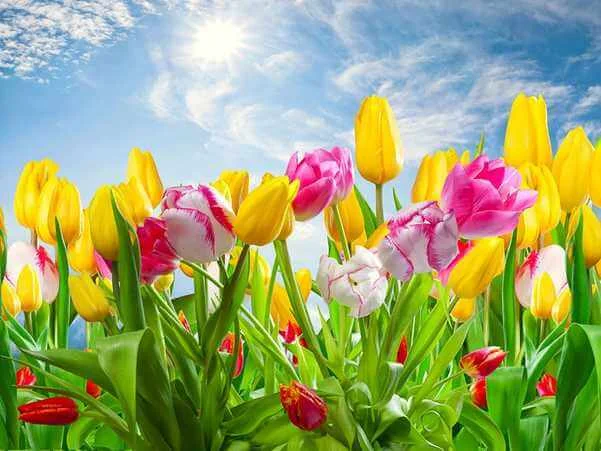 hình nền hoa tulip