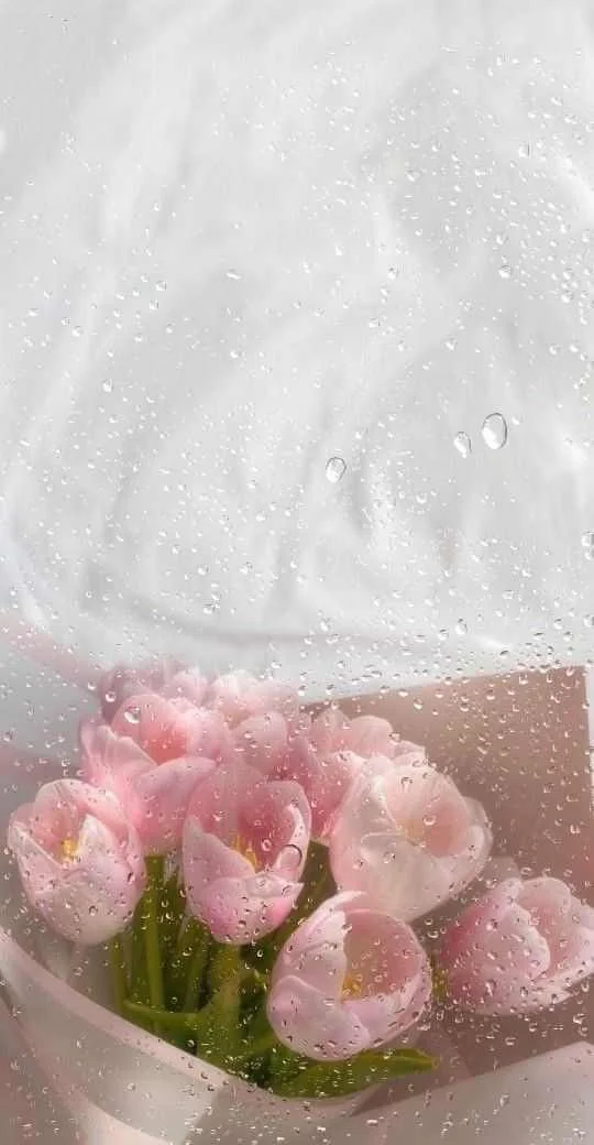 ảnh hoa tulip cute