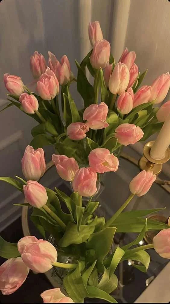 hình ảnh hoa tulip vàng
