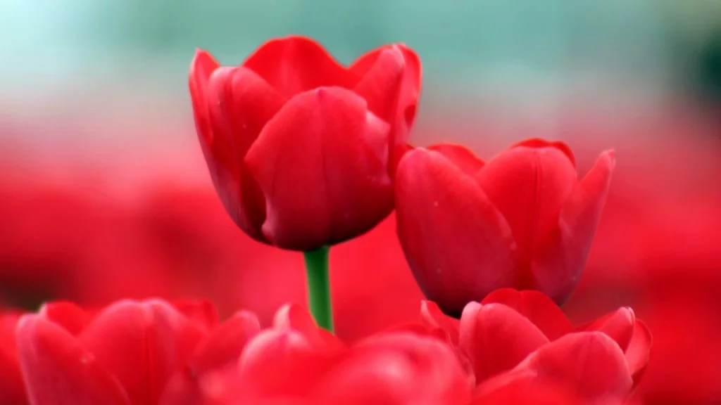 Hình ảnh cánh đồng hoa tulip đẹp nhất