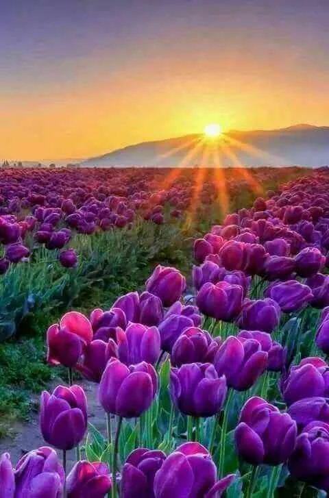 hình ảnh hoa tulip đẹp nhất