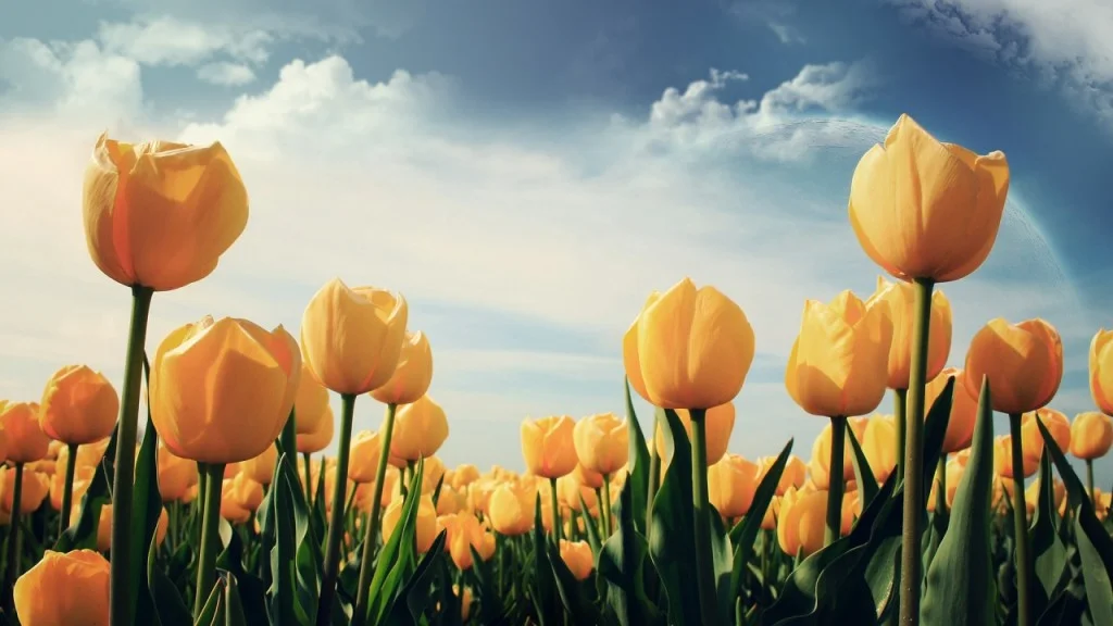 hinh nen hoa tulip 6028936