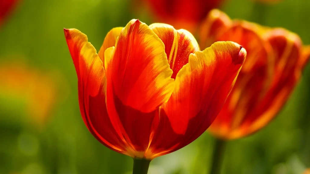 hinh nen hoa tulip 82024625