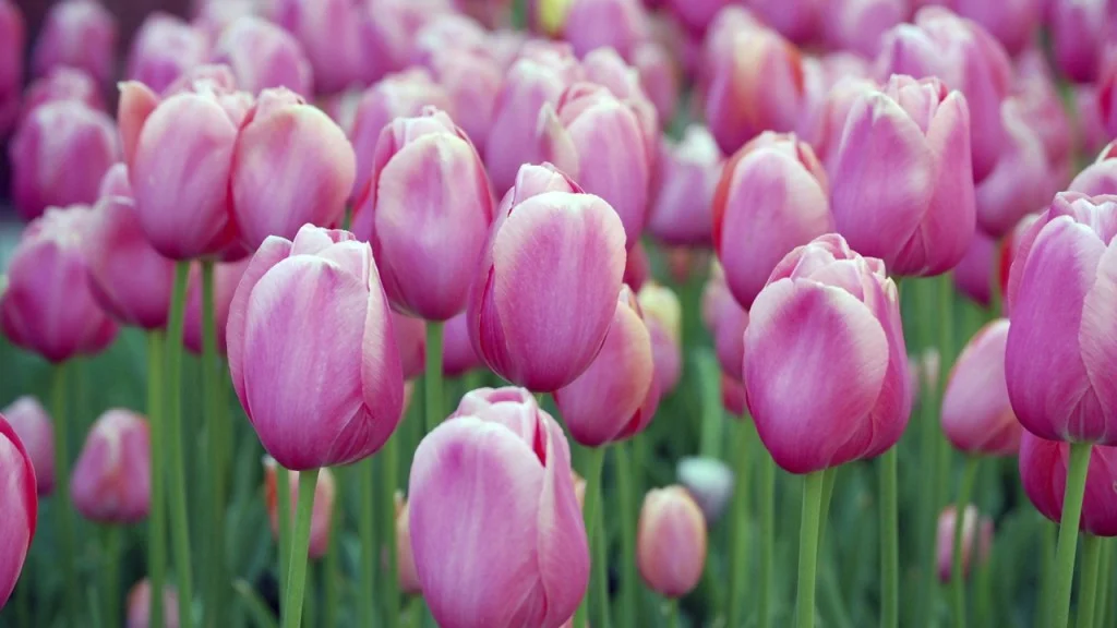 hinh nen hoa tulip 56324596