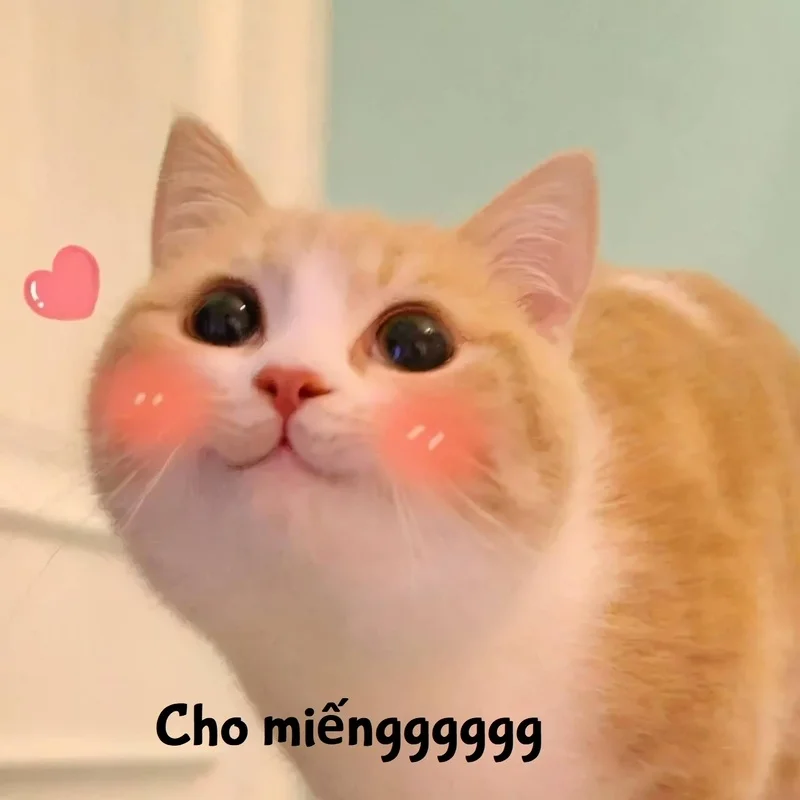 Tổng hợp ảnh meme cute có chữ và hot nhất trên mạng xã hội