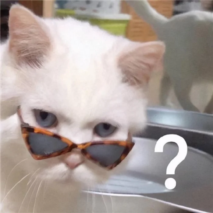 mèo cute meme